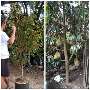Bibit durian bawor tinggi 1 meter siap tanam