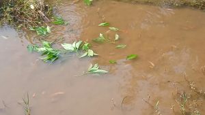 Bibit Tanaman Kecubung Untuk Pakan Murah Nila Dan Gurame