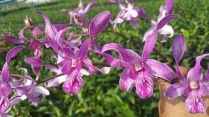 HOA LAN NẮNG HỔ MANG XƯA