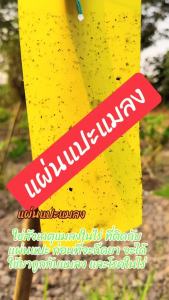 🚚ส่งจากกรุงเทพ🚚50/100 ชิ้นผลไม้ Fly Catcher สองด้าน 8x6 / 8x4 นิ้วเหนียว Fly Catcher Fly Killer