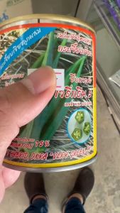 ปลาทอง กระเจี๊ยบเขียว เวรี่กรีน หมดอายุ 11/2569 ขนาด 20 กรัม งอกดี ตราปลาทอง ฝัก 5 เหลี่ยม สีเขียวเข้ม ติดฝักดก ปลูกง่าย อายุเก็บเกี่ยว 50-55 วัน