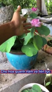 Hạt giống hoa sen mini Nhật nhiều màu - Gói 8 Hạt -tặng kèm gói kích mầm