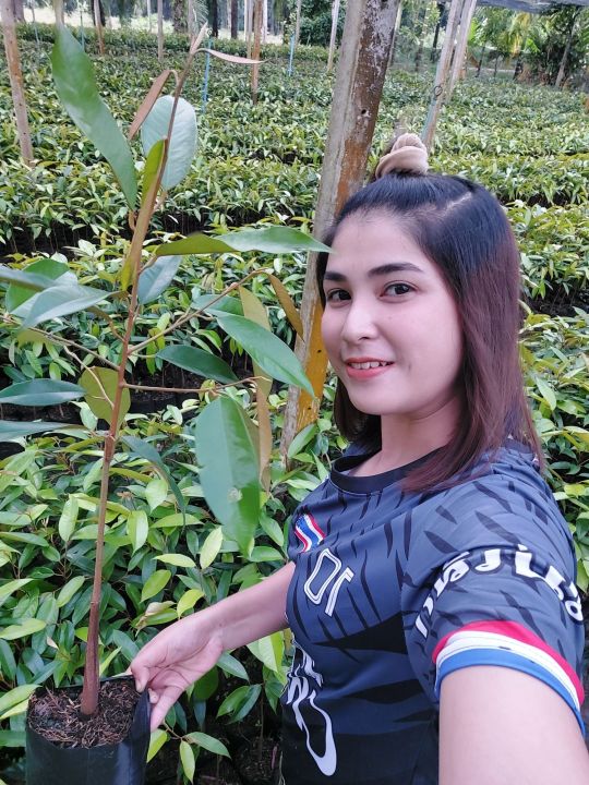 🔥ชุดทดลองปลูก🔥ต้นทุเรียนหมอนทองเสียบยอดแท้ 💯💚💚สูง 70-80 เซน 🌳1ชุด มี 5 ...