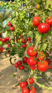 pupuk booster tomat 100ml - meingkatkan hasil panen