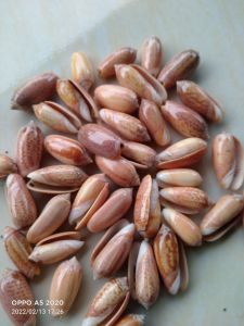 Cangkang Kerang Laut 100 gram Bully orange