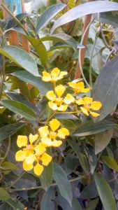 พวงทองปีกผีเสื้อ ทองนพคุณ กระถาง 11 นิ้ว ต้นสวย (กทม)