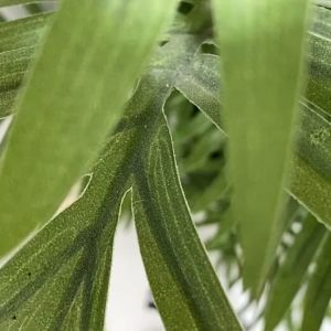 Sandal đế xuồng X445 - tăng chiều cao 10.5cm