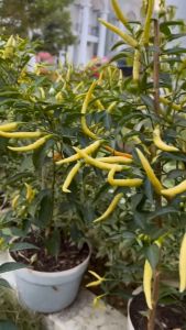Paket 5 Benih Untuk Membuat Sambel Sambal Tomat Cabai Cabe Rawit Bawang Merah Kemangi