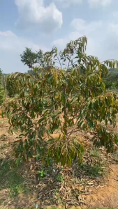 Combo đâm chồi mạnh đẻ nhánh phát đọt mạnh xanh lá mướt lá dày lá vọt hoa dưỡng trái lớn nhanh bóng đẹp