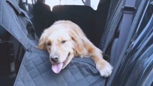 ผ้าคลุมเบาะรถยนต์ แผ่นรองเบาะรถยนต์ สำหรับหมาแมว สำหรับสัตว์เลี้ยง แผ่นรองกันเปื้อนในรถยนต์ ที่รองเบาะรถยนต์