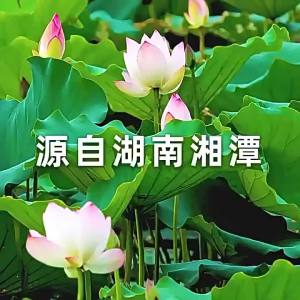 WENXIANGZAN | Top Grade Core-Contained White Lotus Seeds 500g
