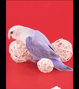 🔥Ready Stock🔥Anti Stress Parrot Rattan Ball Toys Training Ball Natural Color Bola Rotan Burung