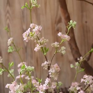 Tuyết mai giả cành 104cm nhiều màu trang trí nhà cửa hoa mận giả decor nhà cửa lễ tết sự kiện studio