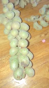 Magnolia Champaca or Golden Champaca 100 pcs seeds
