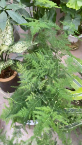 Cây thủy tùng thủy sinh để bàn trà cây dễ sống trong nhà cây trang trí nhà cửa văn phòng quán cà phê