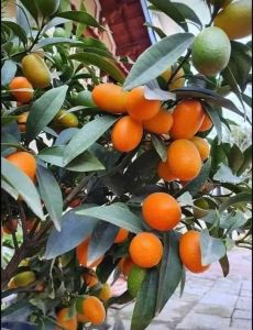 chậu cây tắc thái đang nhiều trái