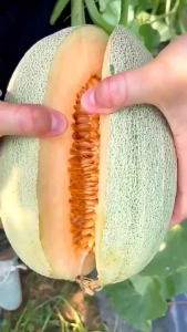 Benih Musk Melon (8 Seeds)/网纹哈蜜瓜籽/Honeydew Melon Seeds