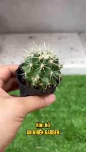 XƯƠNG RỒNG KIM HỔ SIZE 5-7cm- xuất xứ Đà Lạt khoẻ đẹpLỖI 1 ĐỔI 1