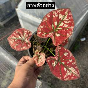 บอนสี หนึ่งเดียวในจักรวาล กระถาง 5-6 นิ้ว