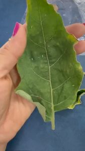 เพลี้ยจักจั่น เพลี้ยสีเขียว เพลี้ยกระโดด เพลี้ยอ่อน แมงหวี่ขาว เพลี้ยไฟ ตอมช่วงติดดอก ใบไหม้ แห้งกรอบ กรุณารอสักคลินิก สุขภาพและการควบคุม