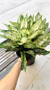 [FREESHIPMAX] Ngọc ngân chậu to nhiều thân- Shop đồng hồ và cây cảnh