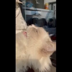 Perfect Combo Ubat Cacing (Tingkatkan Sistem Imuniti dan Lebatkan Bulu)