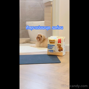 ด็อกเตอร์เพ็ท Dr.Pet แผ่นอนามัยสำหรับสัตว์เลี้ยง หนา5ชั้น ซึมซับไว ไซส์M30ชิ้น 60x60ซม.