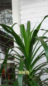 NMR Setelan Kulot Tunik Rayon Viesta Vol 1934-4