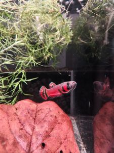 BETTA MARCOSTOMA (Pairs Fish)