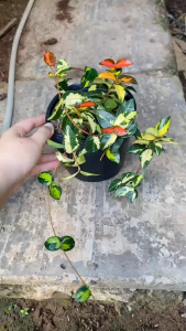 Cây Thằn Lằn Ngũ Sắc - Dây leo mang màu sắc rực rỡ - Cho không gian sống thêm sang trọng!