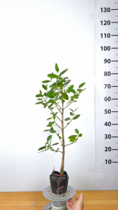 Cây Giống Bần Ổi Chuẩn Giống - Chua Ngọt Đặc Trưng - Cây Độc Lạ Dễ Trồng - Cây Giống Vân Anh