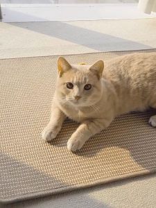 แผ่นลับเล็บแมว ที่ลับเล็บแมว ที่นอนแมว กันข่วน ของเล่นแมว ลับเล็บแมว คอนโดแมว