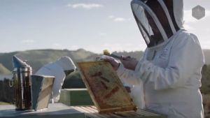 Madu Manuka TIAKI UMF 20+ (250G) - Manuka Honey TIAKI  UMF 20+ (250G)