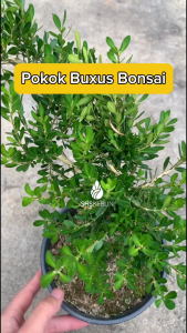 Pokok Hiasan Pokok Bonsai Buxus Bonsai Boxwood Plant Live Plant Outdoor Plant SHS Kebun