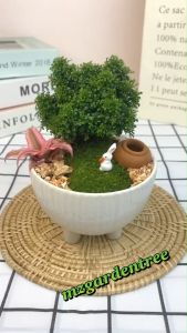 สวนถาด บอนไซแก้วแคระมงคล กระถางเซรามิกสามขา พร้อมตุ๊กตาตกแต่ง