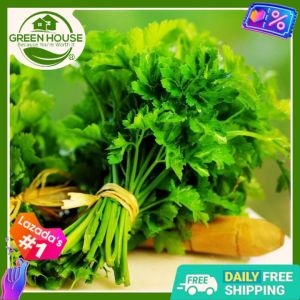 Green House® - Cilantro Coriander Seeds for Planting Vegetable Plants (50 Seed) incl. Instruction High Germination Plant