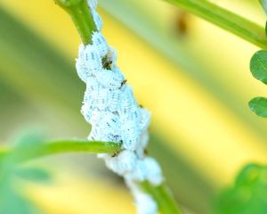 น้ำส้มควันไม้ สูตรเข้มข้น ขนาด 1 ลิตร ประสิทธิภาพสูง มีของแถมให้ทุกกล่องที่สั่ง