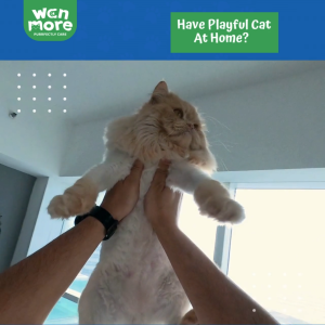 WAN MORE Hip & Joints Soft Chew For Cat and Dog