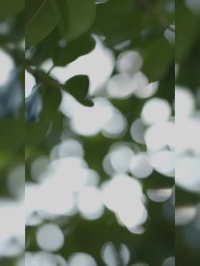 SONGCHAO | Tea Scented Aromatherapy Candle