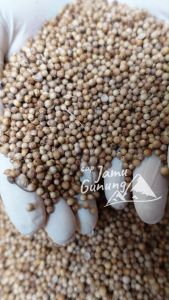 Biji ketumbar Super 250gr - Lebih Berasa !