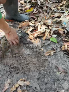 ระเบิดดิน เร่งราก ขนาด 4 ลิตร ฉีดพ่นทางใบ ฟื้นฟูดิน เร่งแตกราก แก้ไขปัญหา ดินเสีย ดินเป็นกรด โรครากเน่า โคนเน่า