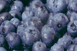 Fresh Blueberry 125g per box