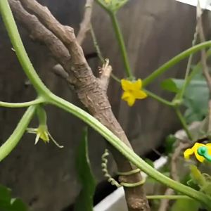 300/50PCS Plastic Garden Vine Strapping Clips Tie Reusable Plant Bundled Buckle Ring Garden Tomato Hook Plants Fixed Tools