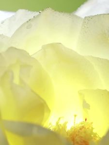 Enchanteur | Softening Frizz-Controlling Long-Lasting Fragrance Shampoo