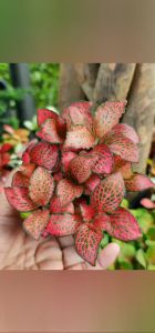 Cây cẩm nhung Fittonia lá may mắn có nhiều màu chọn lựa thích hợp trồng để bàn nhỏ xinh siêu cute