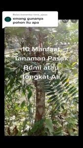 Kapsul Tongkat Ali - Tongkat Ali Kapsul Toga Nusantara TONGLI TN57 20 KAPSUL asli original100%