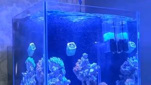 AQURA ASP JY 05 SK SKIMMER Surface Filter Minyak Kotoran Air Aquarium