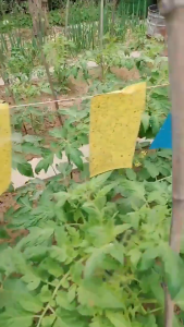 10PCS/50PCS/100PCS Double sided Paper Yellow Sticky Insect Killer Non-toxic Waterproof Sticky Traps Fly Aphids fungus gnats white fly killer