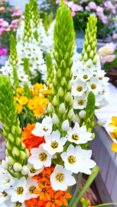 Củ giống hoa thiên nga mắt ngọc - 1 củ