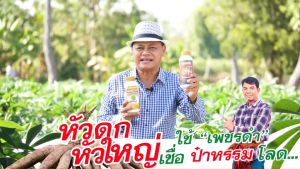 เพิ่มเปอร์เซ็นแป้ง เพชรดำลงหัว (สูตรลงหัวมันสำปะหลัง) 4 ขวด ขนาด500ซีซี ส่งเสริมประสิธิภาพกระบวนการลงหัวมันสำปะหลัง สินค้าจัดส่งจากบริษัทของแท้100%